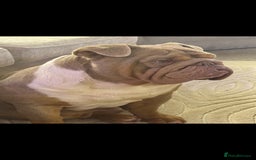 Mixed Breed dogs for sale: Mini bully's  - Image 4