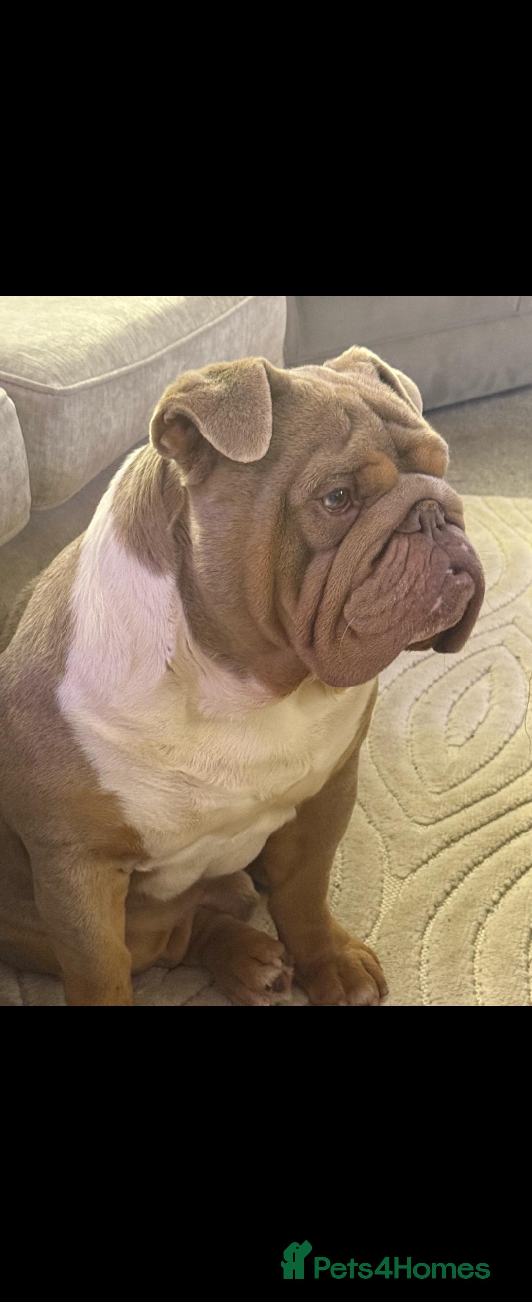Mixed Breed dogs for sale: Mini bully's  - Image 4