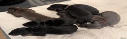 Dobermann dogs for sale: European doberman puppies  in Birkenhead - Advert 16