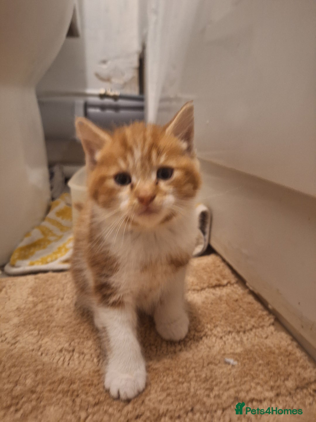 Mixed Breed cats for sale: 4 Kittens available - Advert 6