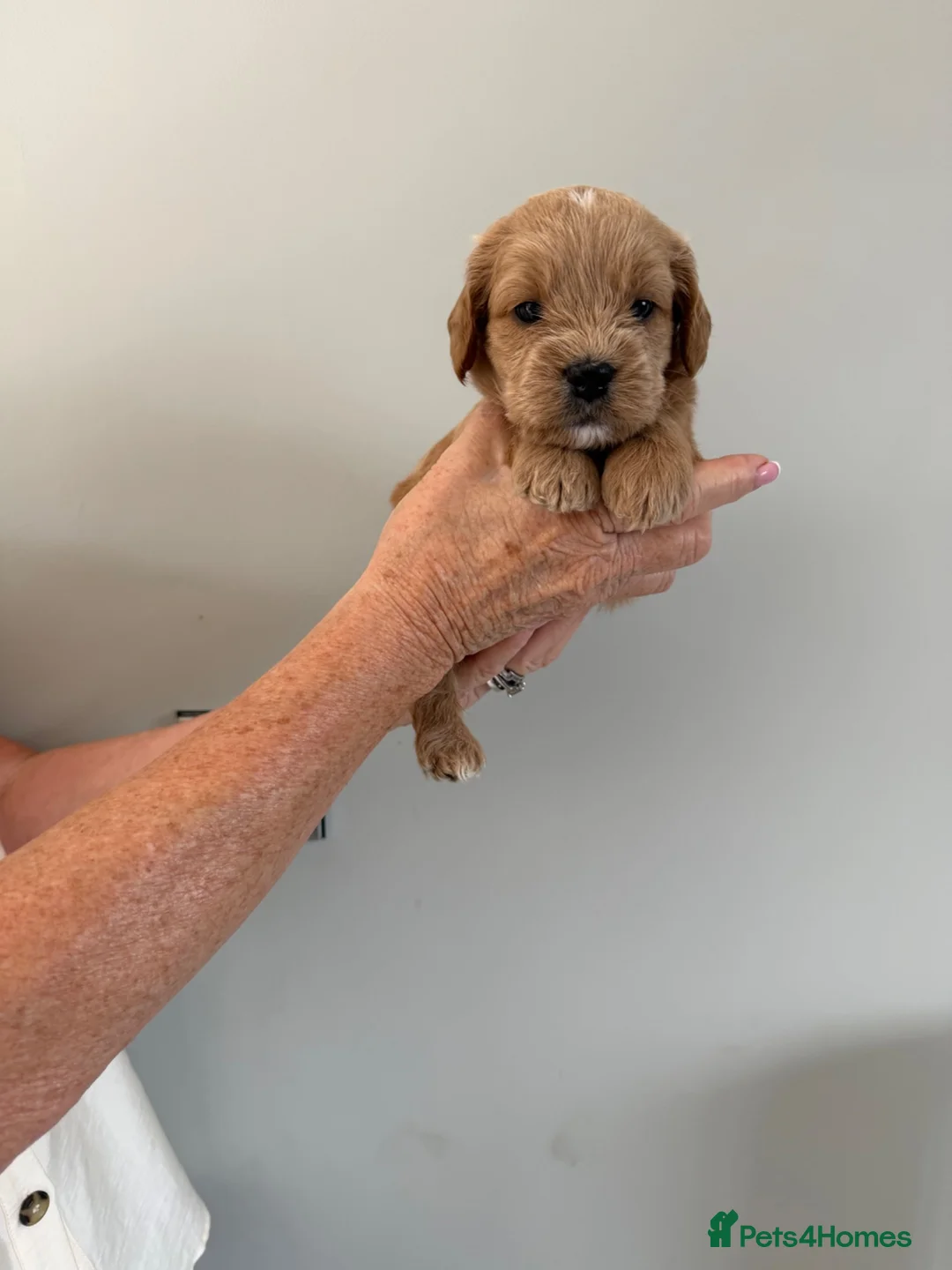 Mixed Breed dogs for sale: Frenchie cross cockapoo.  - Advert 2