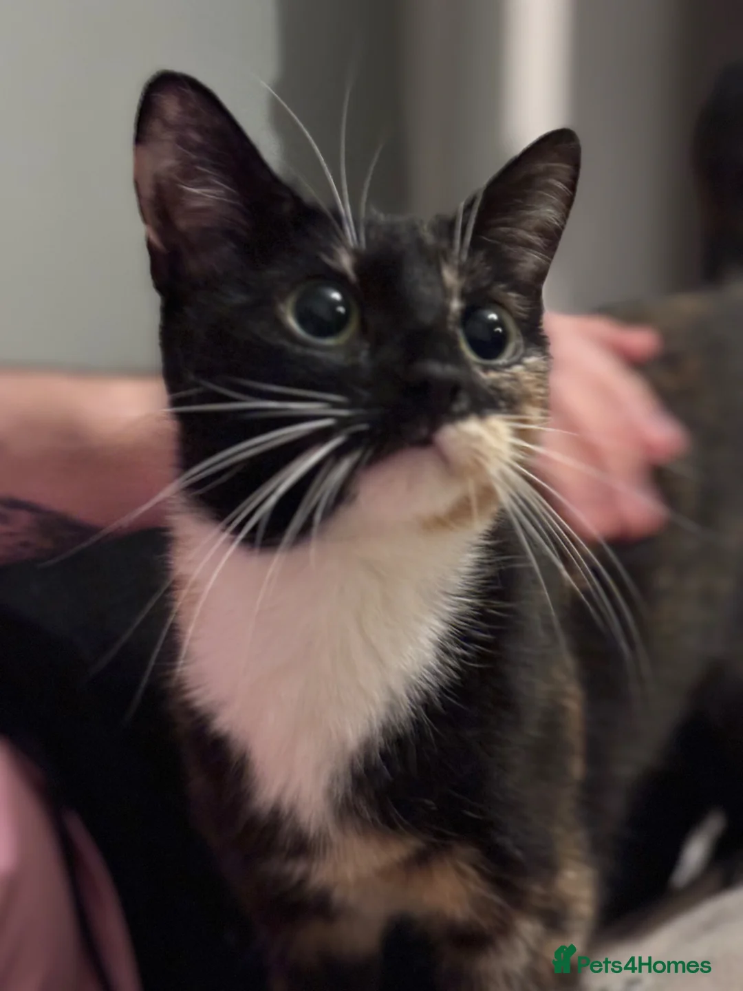 Mixed Breed cats for sale: 3 cats, tortie, tuxedo and black  in Leicester - Advert 1