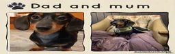 Miniature Dachshund dogs for sale: Beautiful Tiny Chocolate & Tan Girl: KC Registered - Advert 4