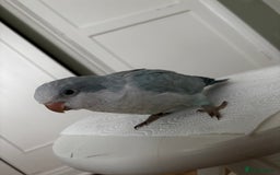 Parrots birds for sale: Silly tame Quakers looking for their forever home  - Image 15