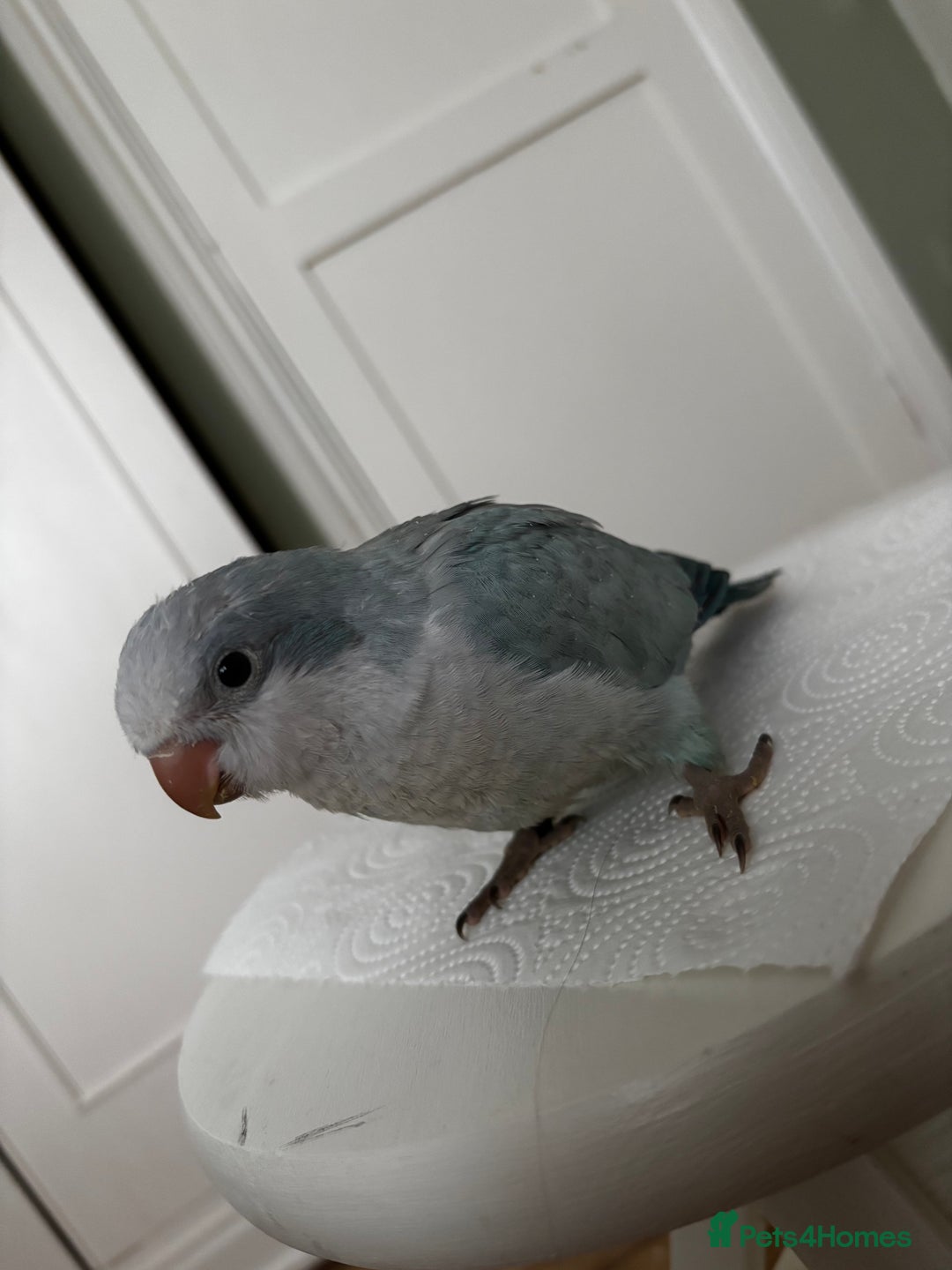 Parrots birds for sale: Silly tame Quakers looking for their forever home  - Image 15