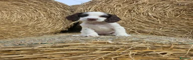 Cocker Spaniel 5