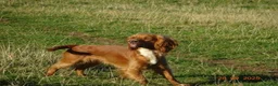 Cocker Spaniel dogs for sale: 4 Working Cocker Spaniel Puppies - Advert 13