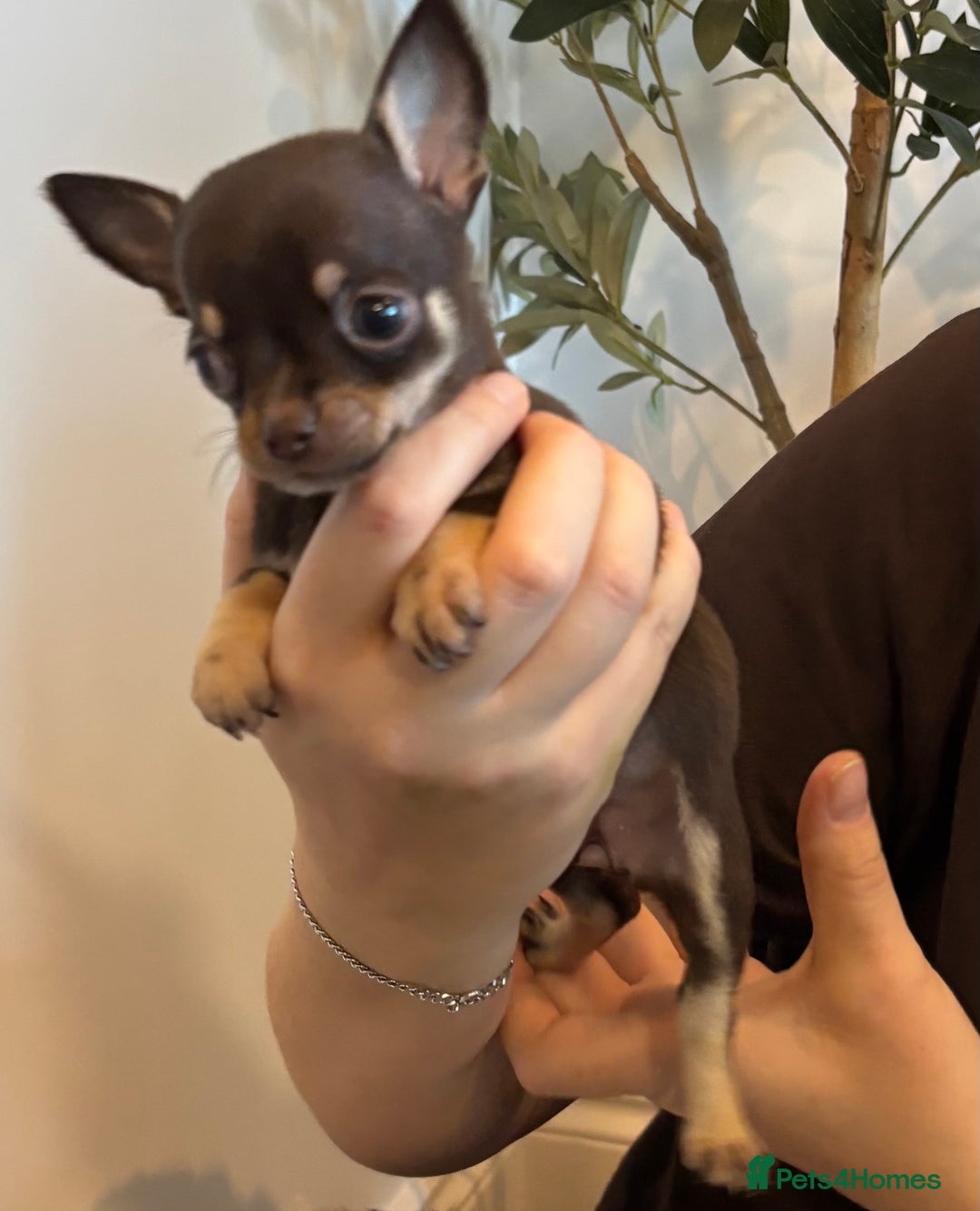 Chihuahua dogs for sale: 3 female and 1 male chihuahua puppies.  - Image 3