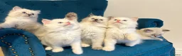 Siberian cats for sale: Save and check for next litter.  Siberian - Advert 8