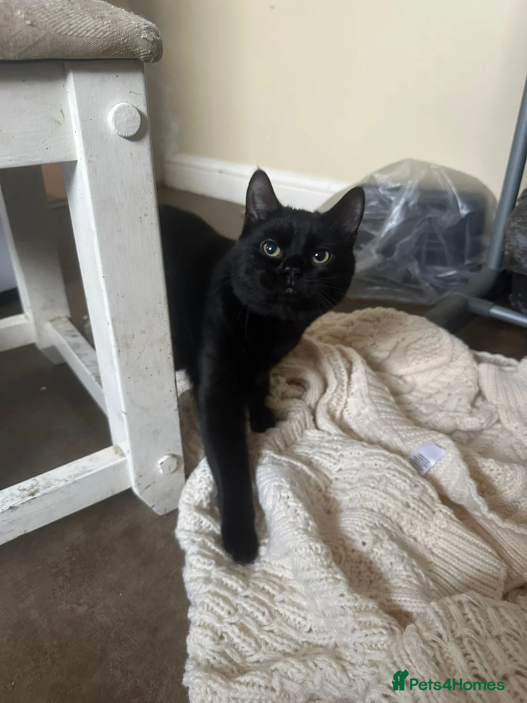 Mixed Breed cats for sale: 2 cata - Advert 7