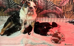 Mixed Breed dogs for sale: Bullador puppies - Image 11