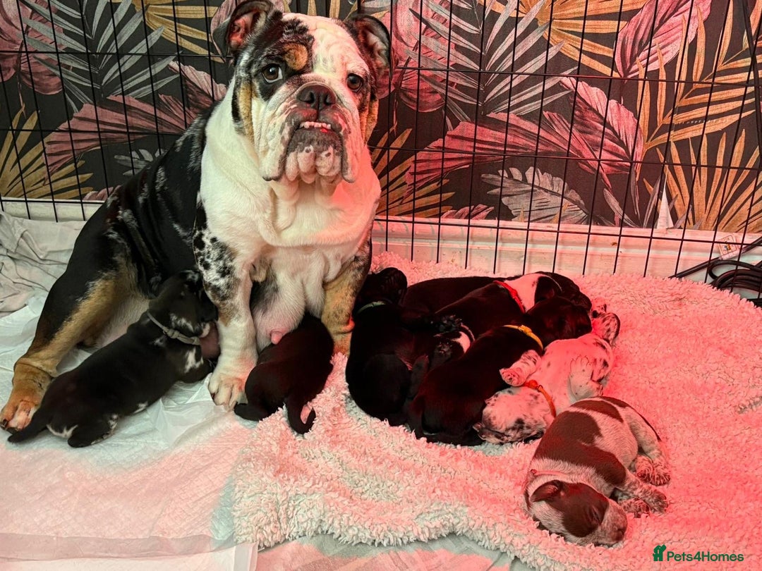 Mixed Breed dogs for sale: Bullador puppies - Image 11