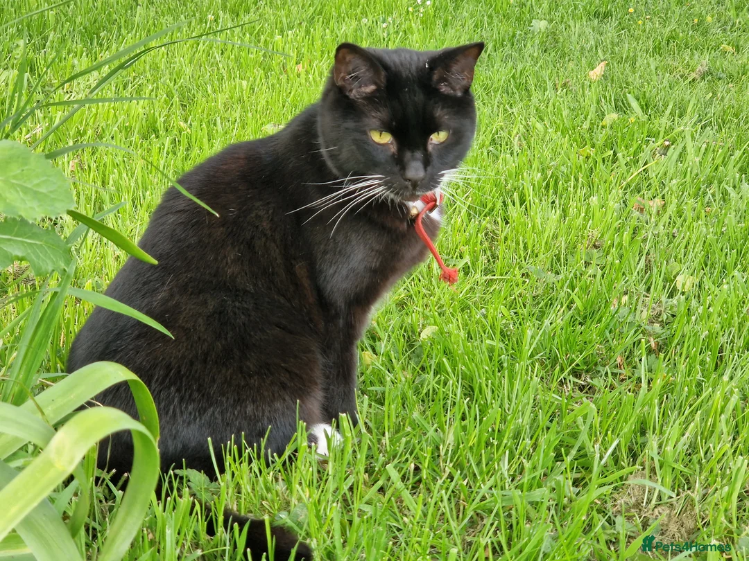British Longhair cats for sale: 8 year old male cat for adoption. in Tenbury Wells - Advert 2
