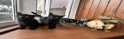 Mixed Breed cats for sale: 4 Beautiful Kittens Looking for Loving Homes!  in Dagenham - Advert 19