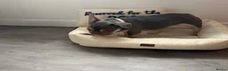 French Bulldog dogs for sale: Beautiful female Blue & tan french bulldog 🐾 - Advert 11
