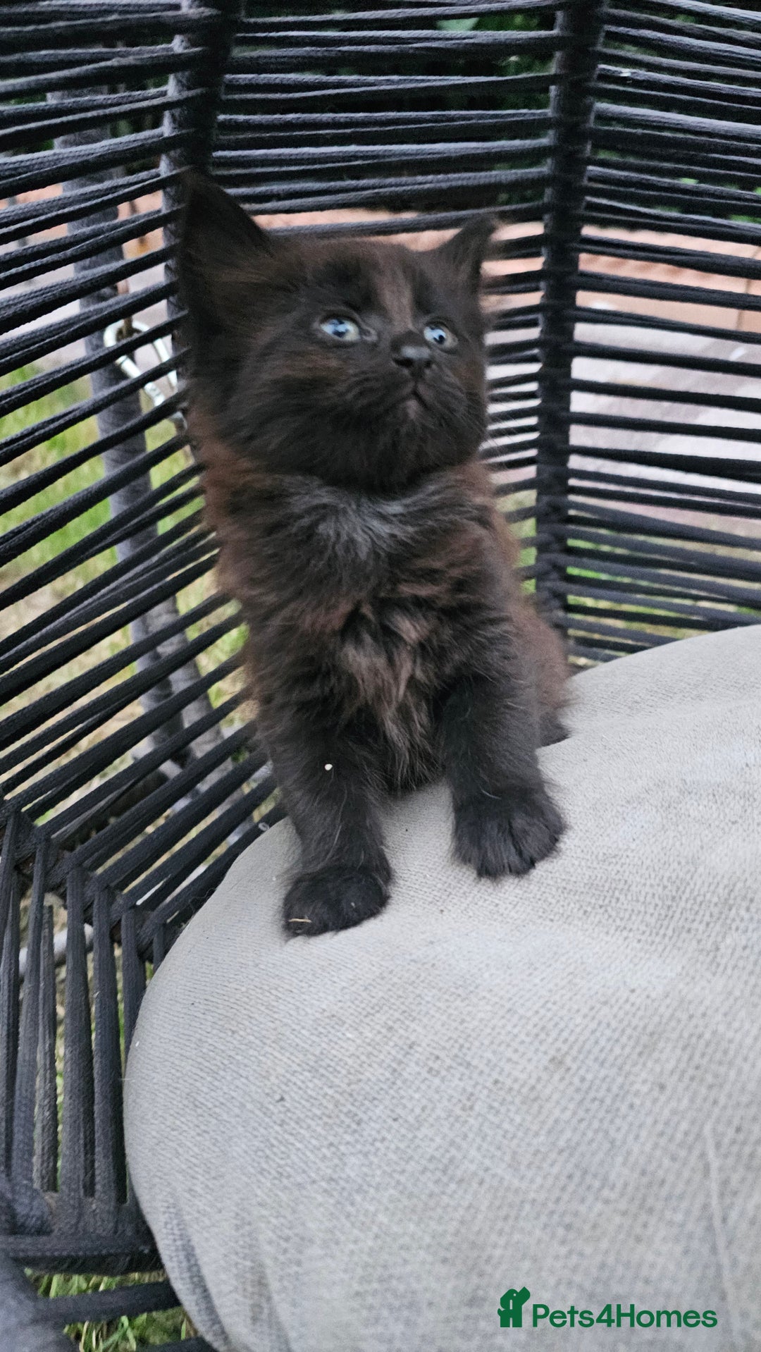 Persian cats for sale: Very beatifull perian kittens - Image 24