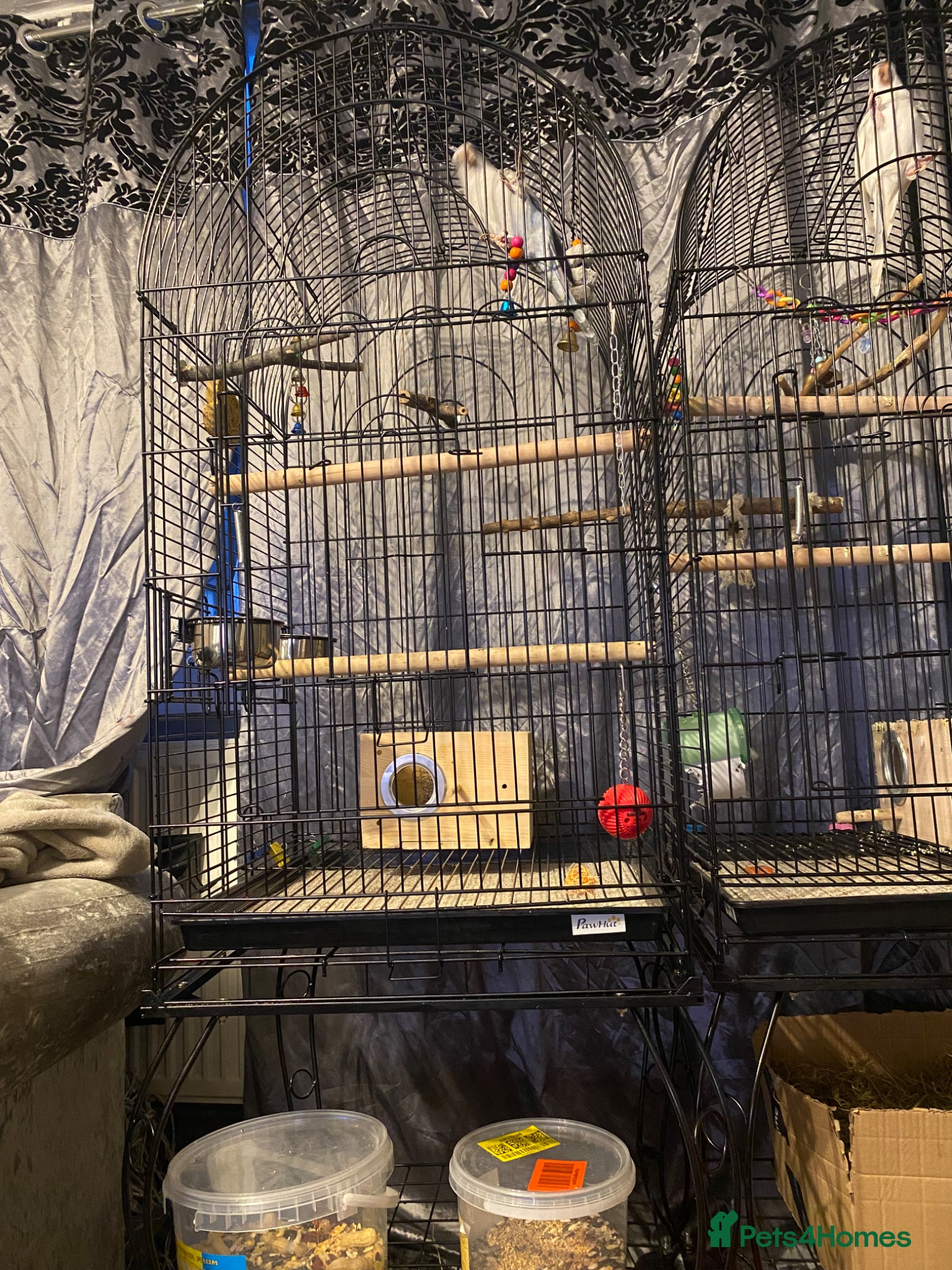 Parrots birds X2 quaker parrots monk parakeets  - Advert 4