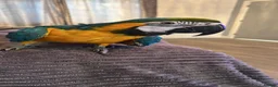 Macaws birds for sale: Beautiful macaw - Advert 3