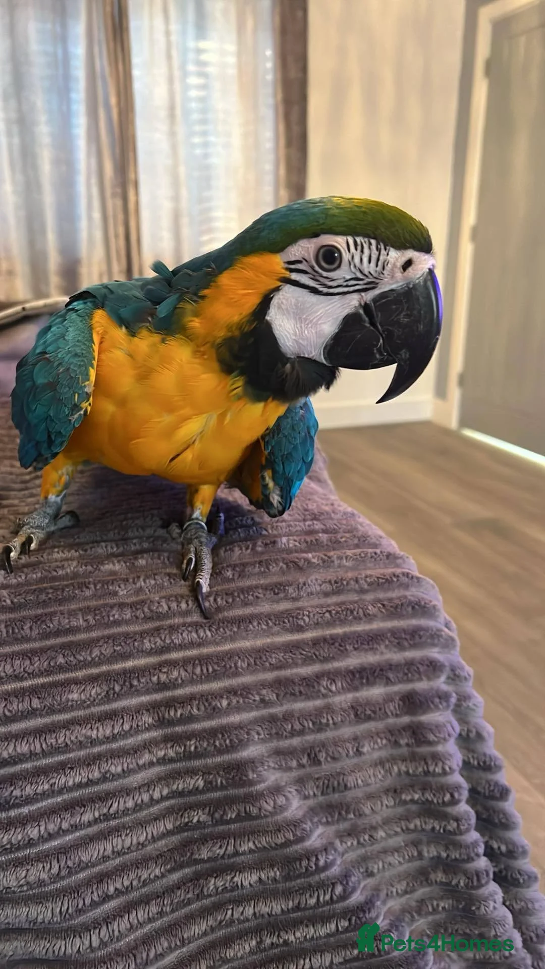 Macaws birds for sale: Beautiful macaw - Advert 3