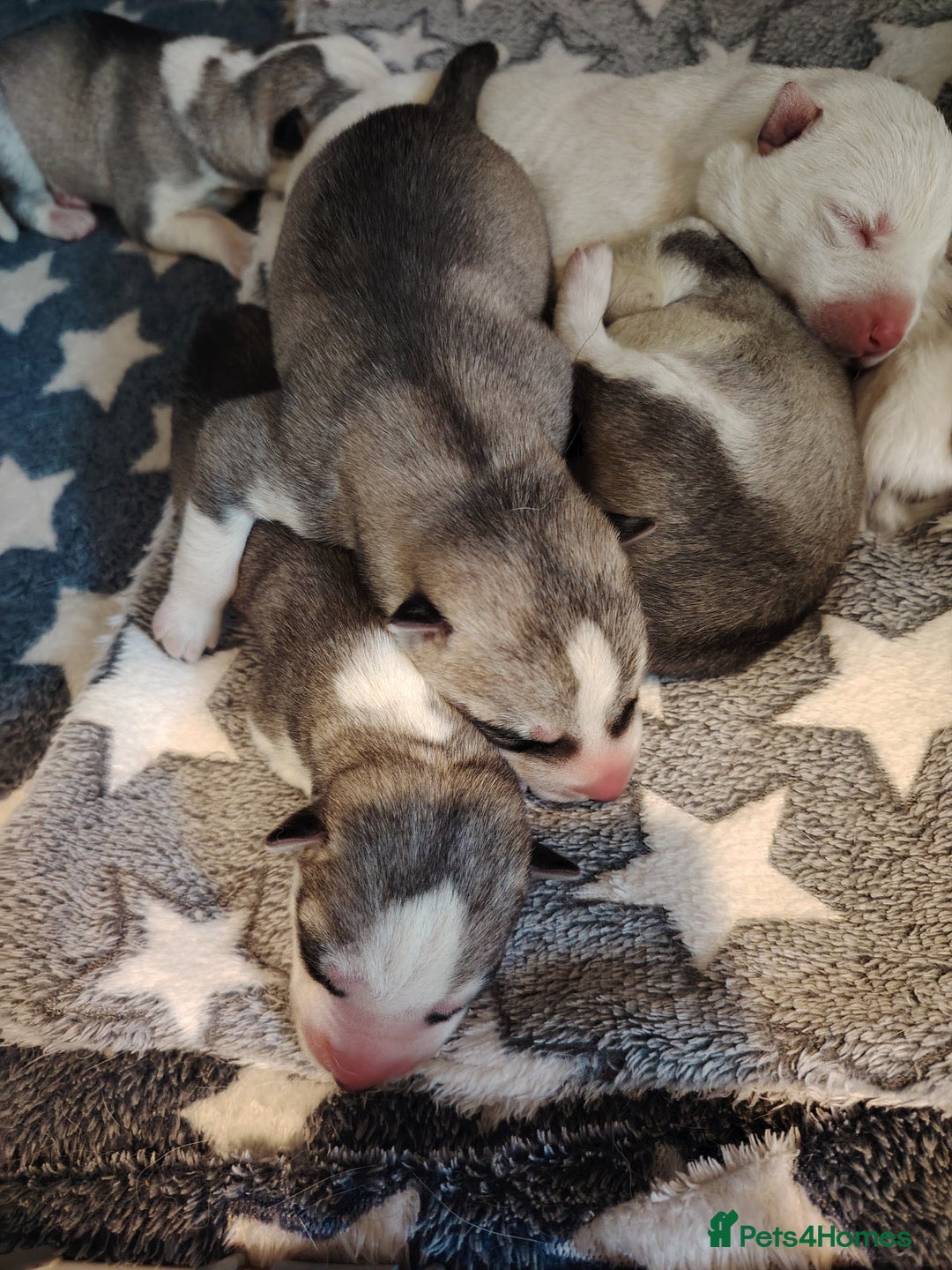 Siberian Husky dogs for sale: Siberian huskys puppys - Image 12