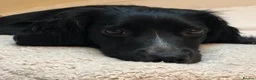 Sprocker dogs for sale: Beautiful Sprocker puppies  - Advert 2