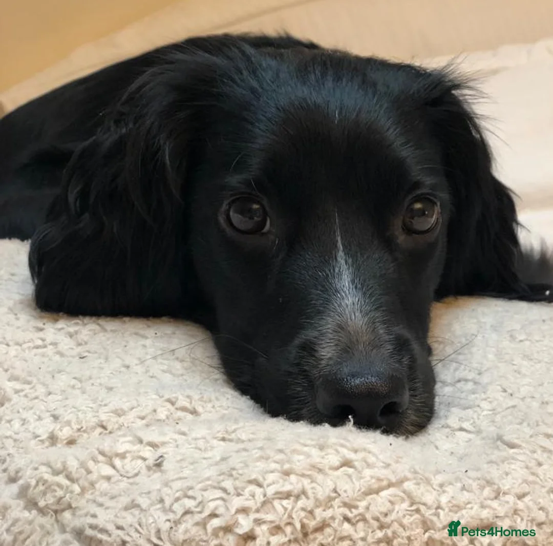 Sprocker dogs for sale: Beautiful Sprocker puppies  - Advert 2
