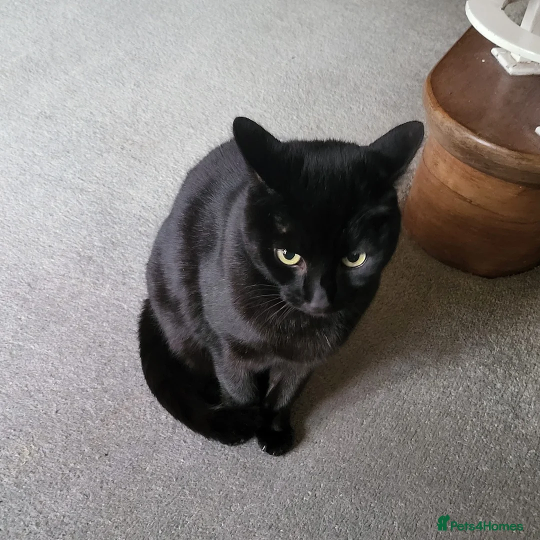 Domestic Shorthair cats for sale: Looking for a new home after bereavement  - Advert 4