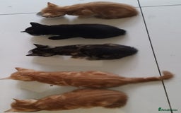 Mixed Breed cats for sale: Amazing, beautiful kittens 3 boys, 2 girls - Image 35
