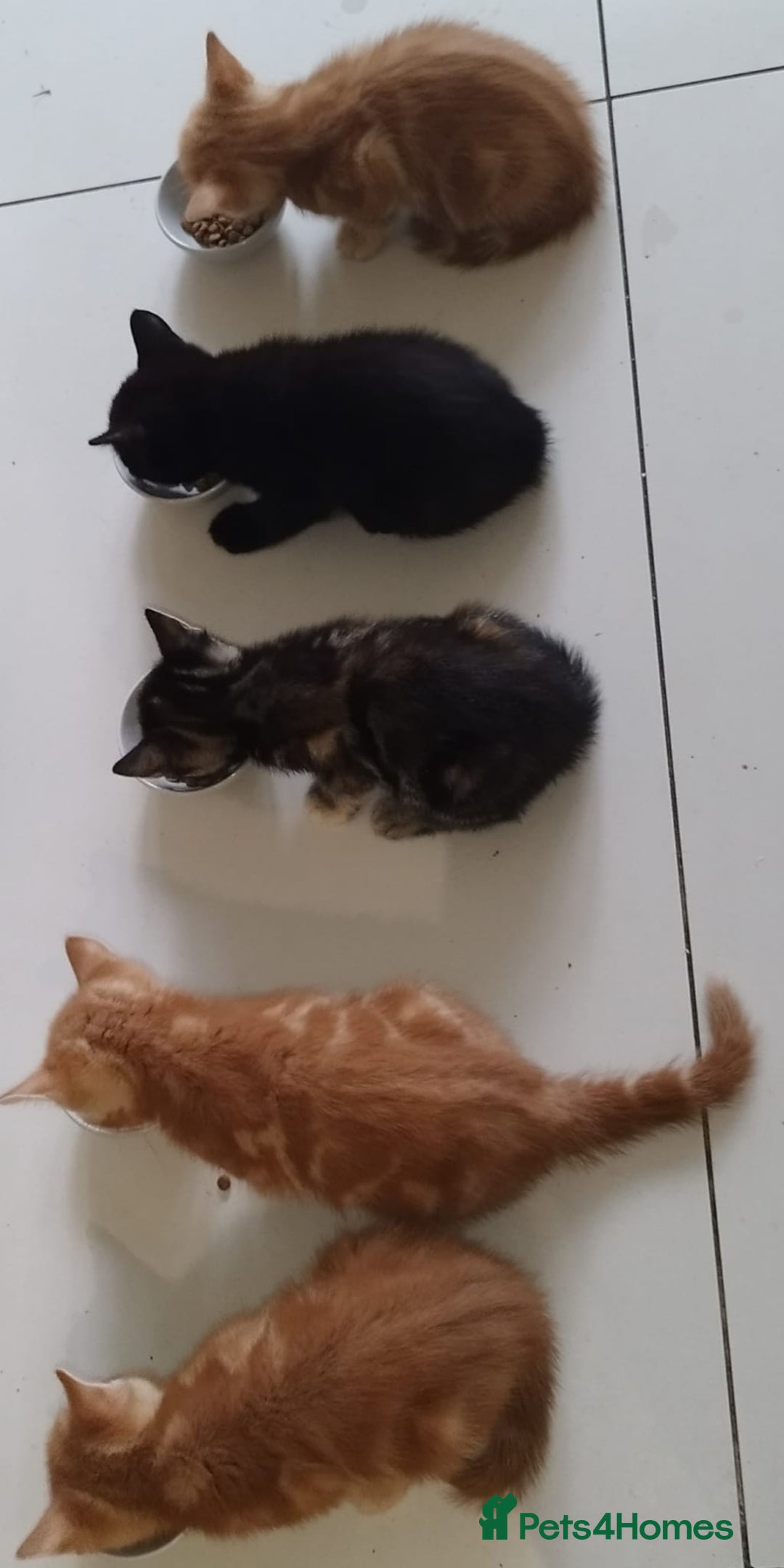 Mixed Breed cats for sale: Amazing, beautiful kittens 3 boys, 2 girls - Image 35