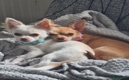 Chihuahua dogs for sale: Beautiful chihuahuas  - Image 3