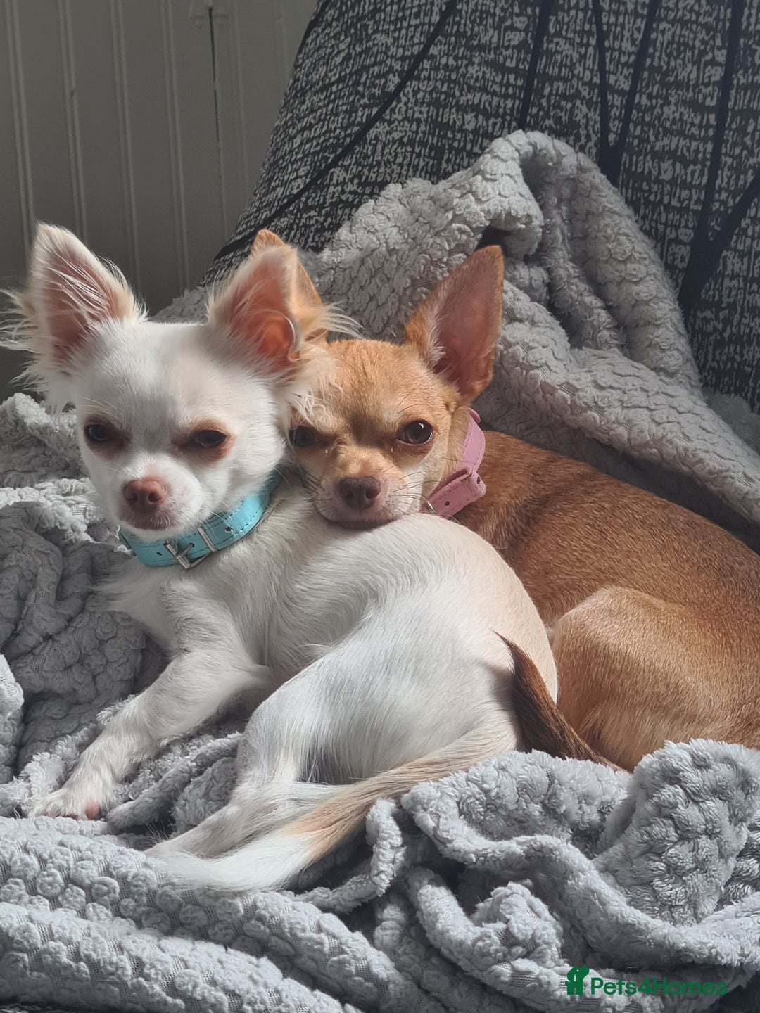 Chihuahua dogs for sale: Beautiful chihuahuas  - Image 3