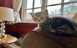 British Shorthair cats for sale: British Shorthair Stunning Kittens - Image 7