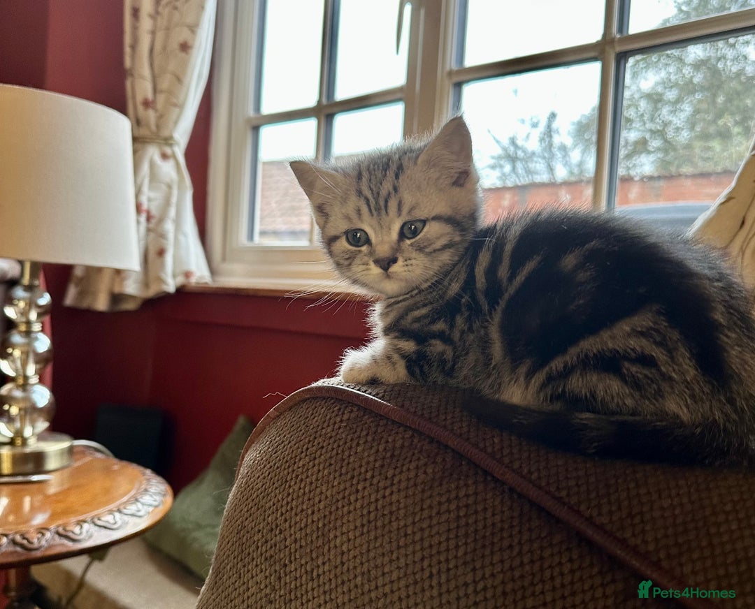 British Shorthair cats for sale: British Shorthair Stunning Kittens - Image 7