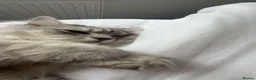 Scottish Fold cats for sale: Pure Scottish Fold Kitten  - Advert 9