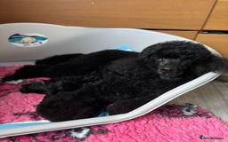Miniature Poodle dogs for sale: Miniature poodle puppy’s  - Advert 9