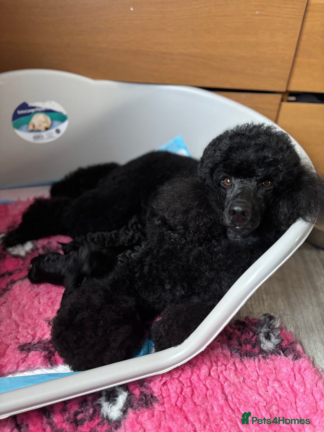Miniature Poodle dogs for sale: Miniature poodle puppy’s  - Advert 9