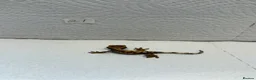 Gecko reptiles for sale: Baby crested geckos  - Advert 22