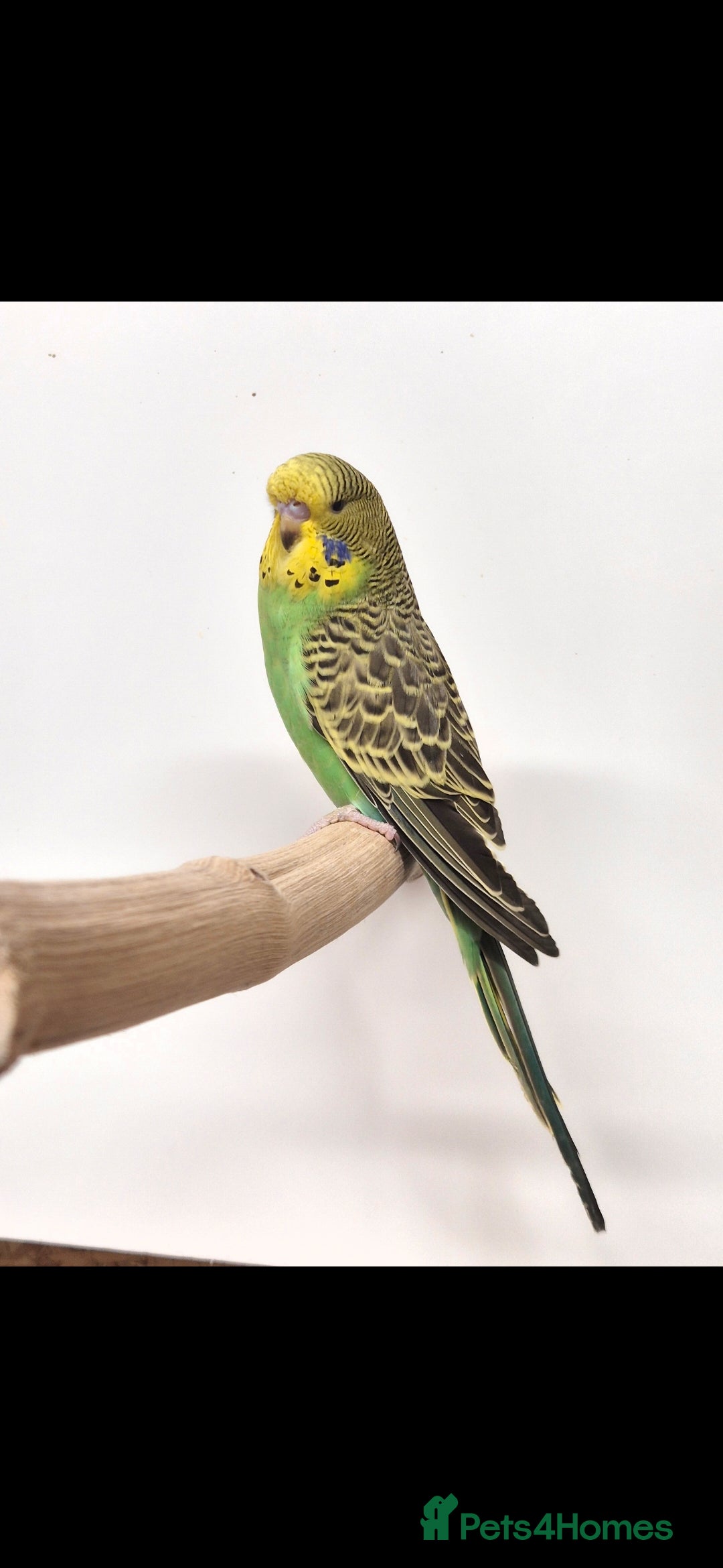 Budgerigars birds for sale:  Baby cock tamed available  - Advert 2