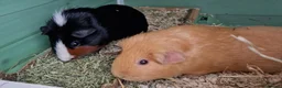 Guinea Pig rodents for sale: 2 male guinea pigs looking for there forever home - Advert 2