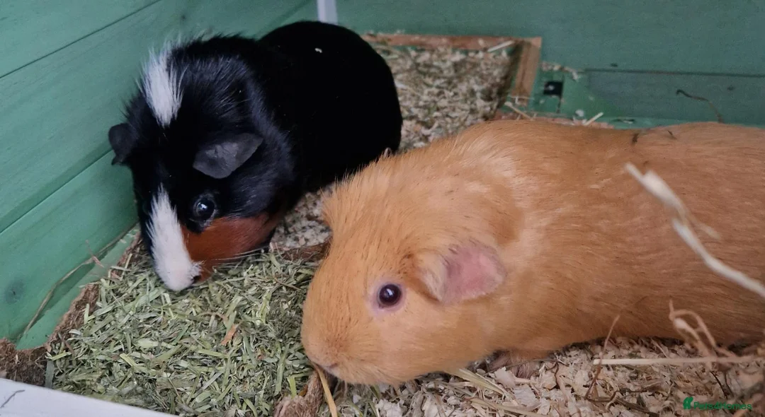Guinea Pig rodents for sale: 2 male guinea pigs looking for there forever home - Advert 2