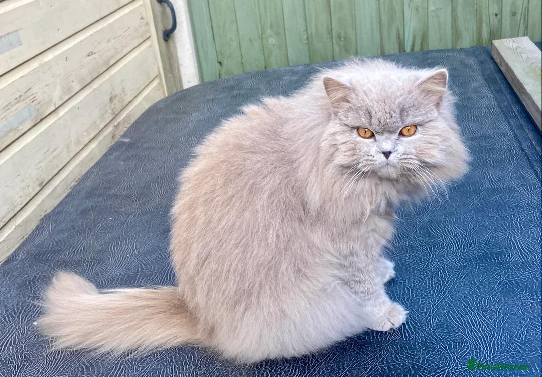 British Longhair cats for sale: HEALTH TESTED BRITISH LONGHAIR MAINE COON BLUE - Image 10