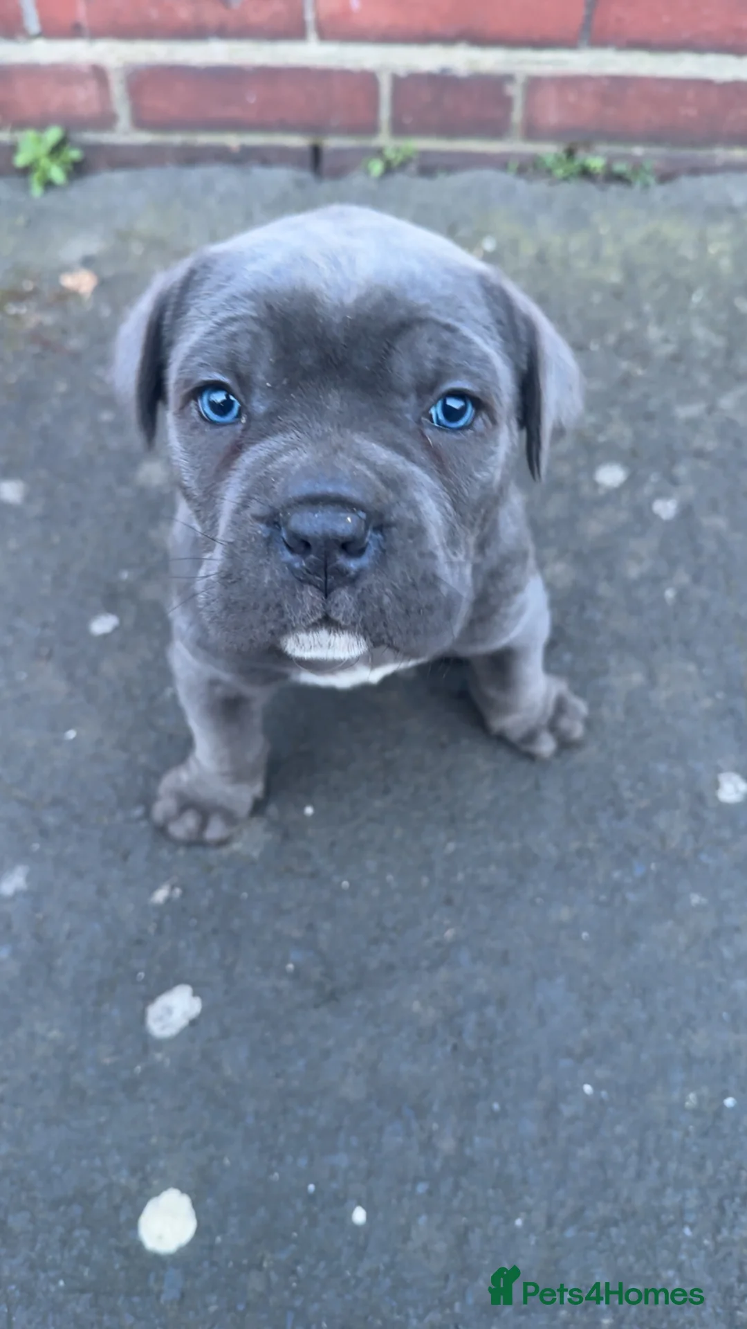 Cane Corso dogs for sale: Beautiful puppy’s  - Advert 2