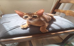 Abyssinian cats for sale: Beautiful Abyssinian Kittens - Image 12