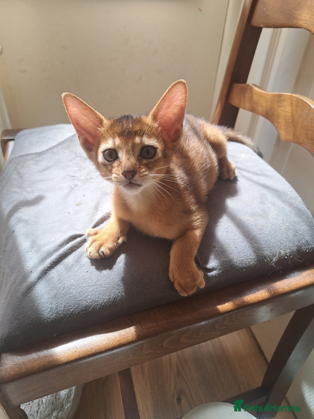 Abyssinian cats for sale: Beautiful Abyssinian Kittens - Image 12