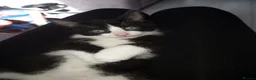 Domestic Shorthair cats for sale: Kitten  in South Shields - Advert 3