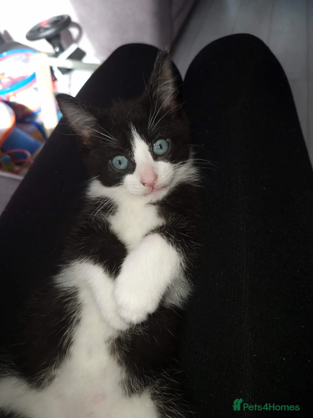Domestic Shorthair cats for sale: Kitten  in South Shields - Advert 3