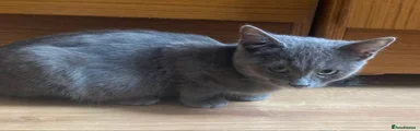 Ragdoll Kitten 3