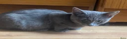 Ragdoll cats for sale: Ragdoll x kittens - Advert 10