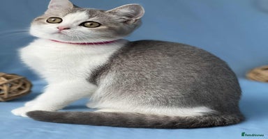British Shorthair cats - Advert 4