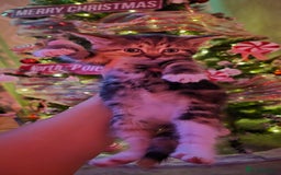 Mixed Breed cats for sale: Beautiful kittens 🐾 - Image 13